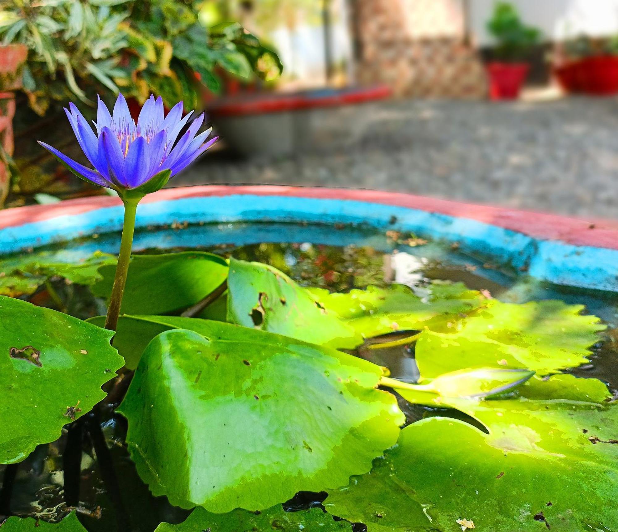 Alma Homestay Mararikulam Bagian luar foto