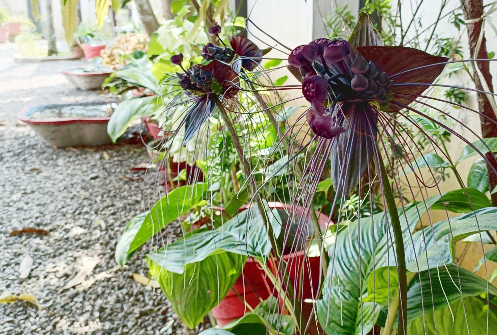 Alma Homestay Mararikulam Bagian luar foto